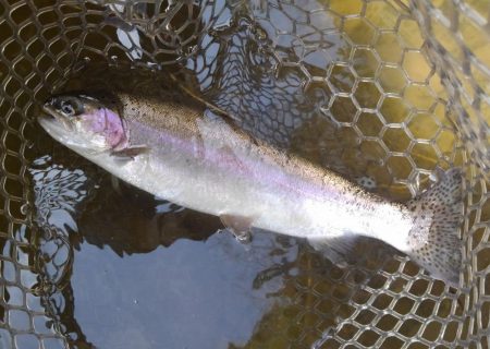大安トラウトレイク 釣果